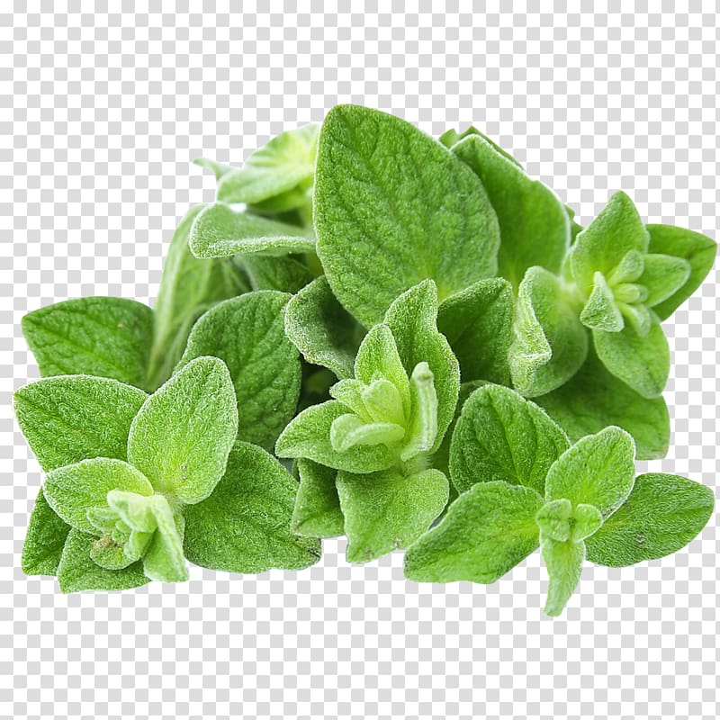 Peppermint clipart oregano plant. Green leafed organic food