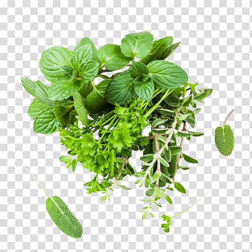 Herb parsley marjoram spice. Peppermint clipart oregano plant