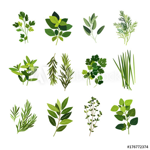 Clip art illustrations of. Peppermint clipart oregano plant