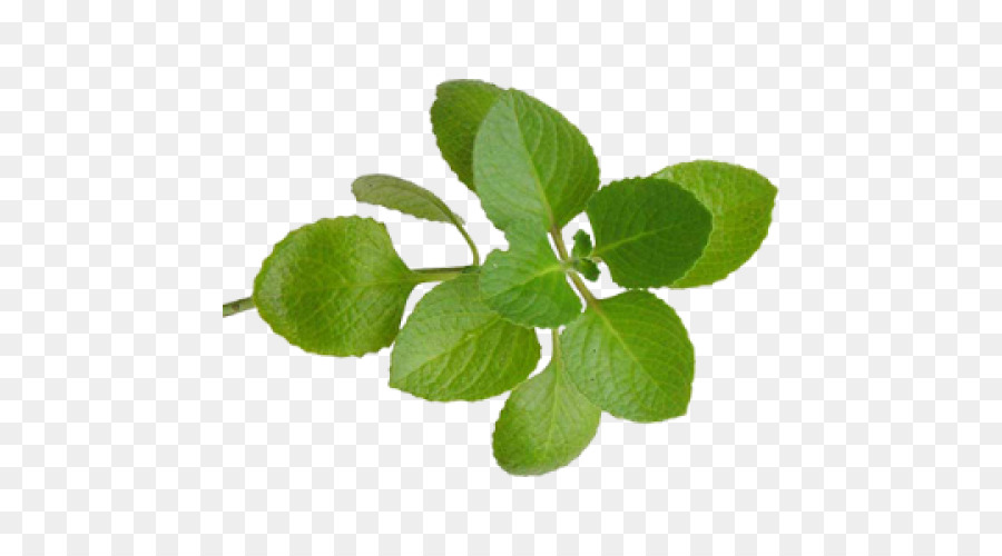 Peppermint clipart oregano plant. Mint leaf tree transparent