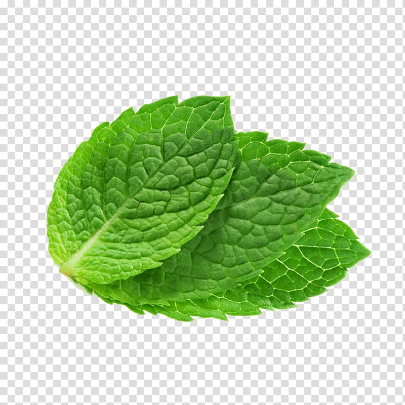 peppermint clipart peppermint leaf