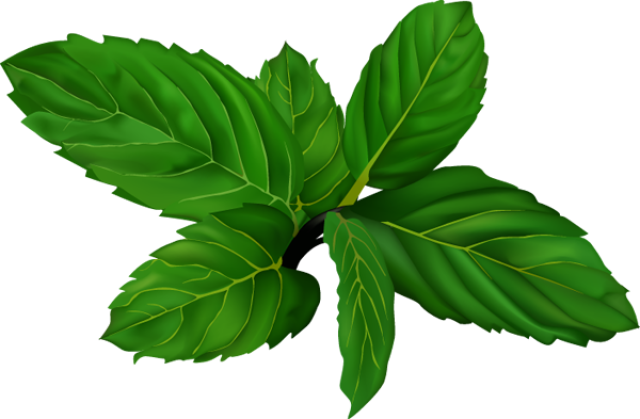 peppermint clipart peppermint leaf