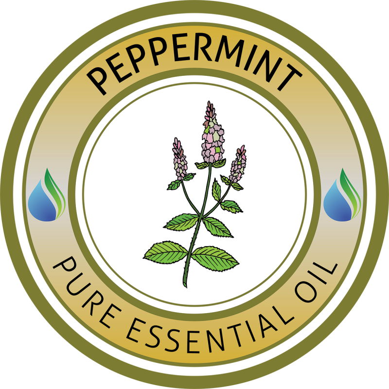 peppermint clipart peppermint plant