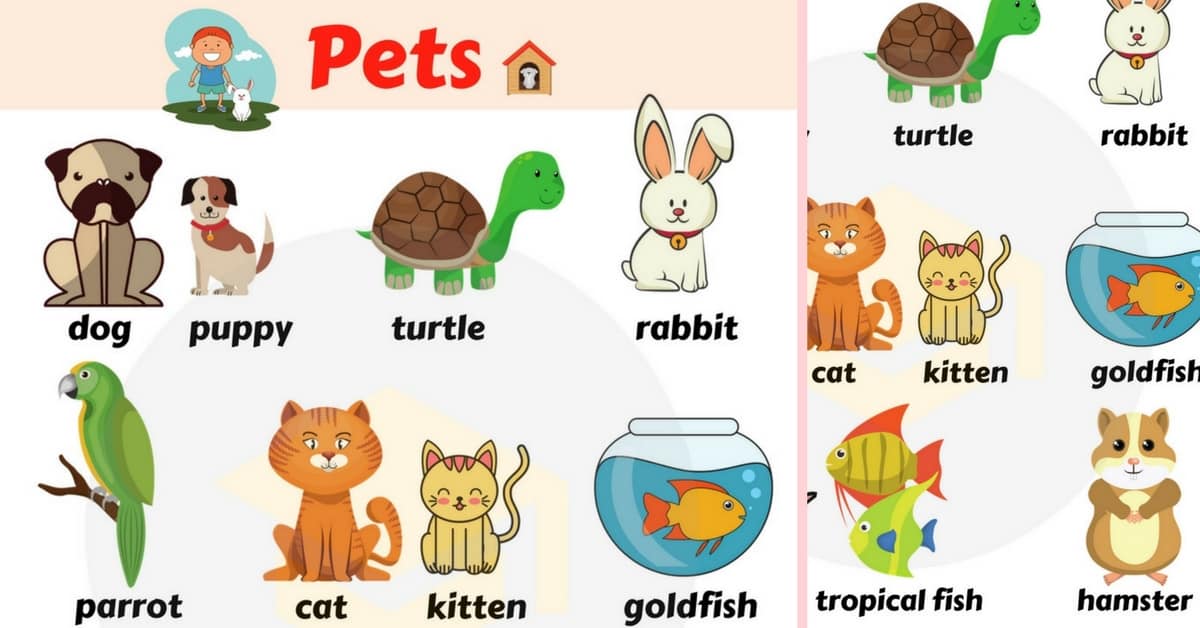 pet-clipart-pet-animal-pet-pet-animal-transparent-free-for-download-on