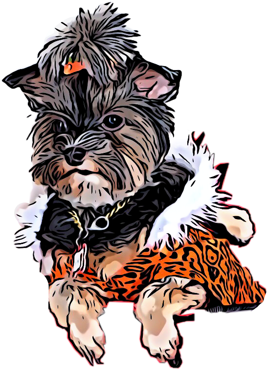 Pet clipart yorkie, Pet yorkie Transparent FREE for download on