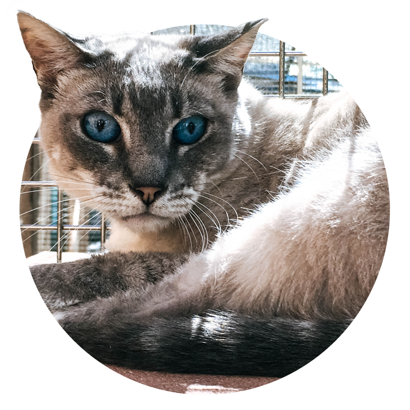 pets clipart 9 animal