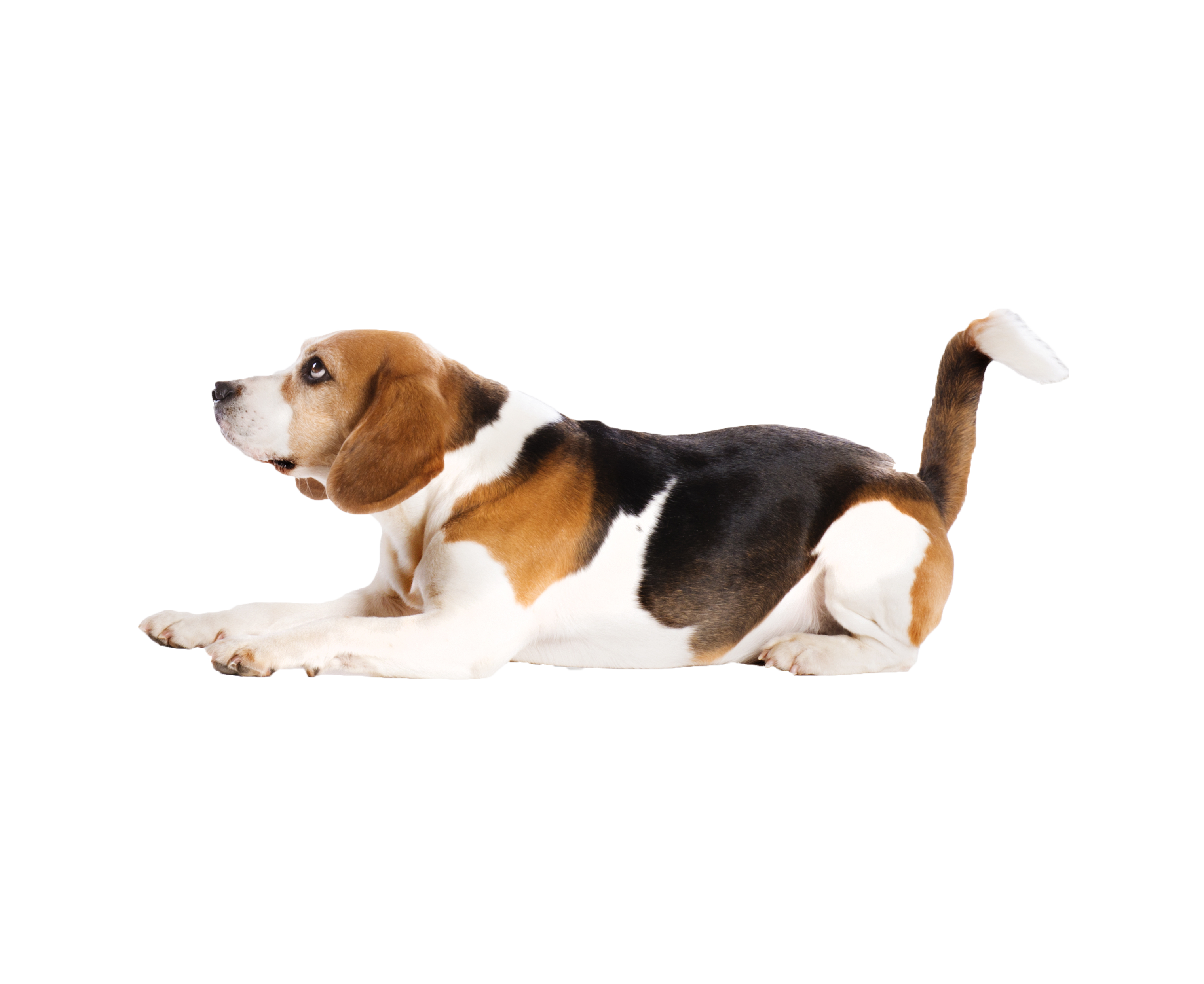 pets clipart beagle
