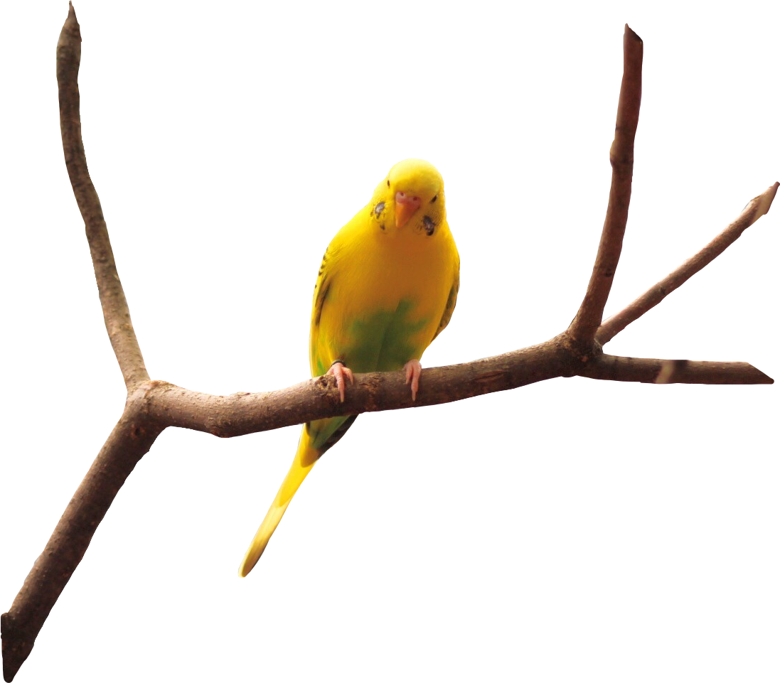 Bird nature naturaleza pajaro. Pets clipart canary