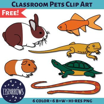 pets clipart classroom pet