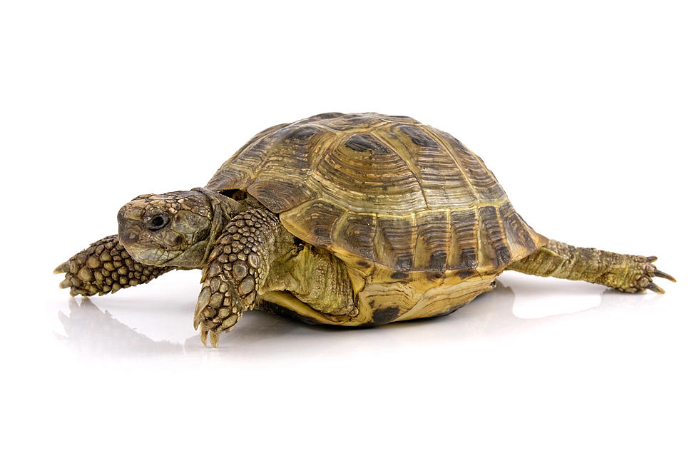 pets clipart pet tortoise