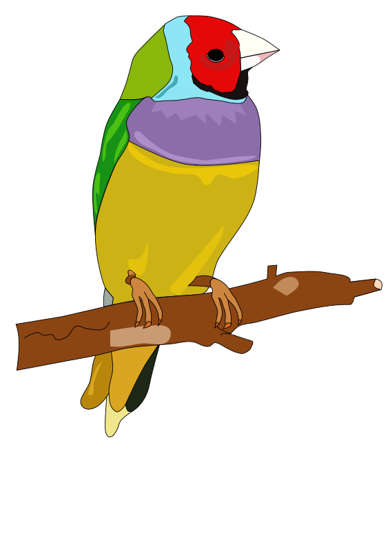 Pets clipart yellow bird. Medium image png 