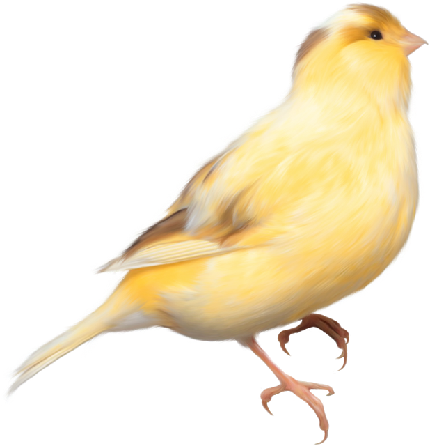 pets clipart yellow bird