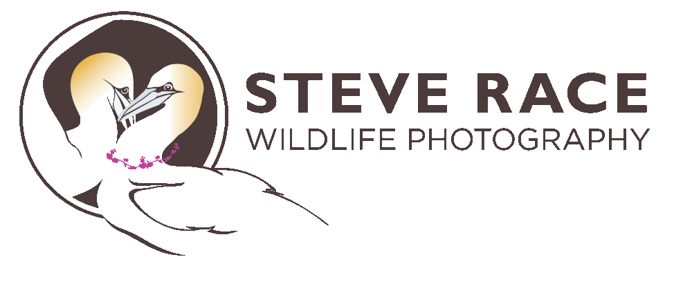 photographer clipart wildlife photographer