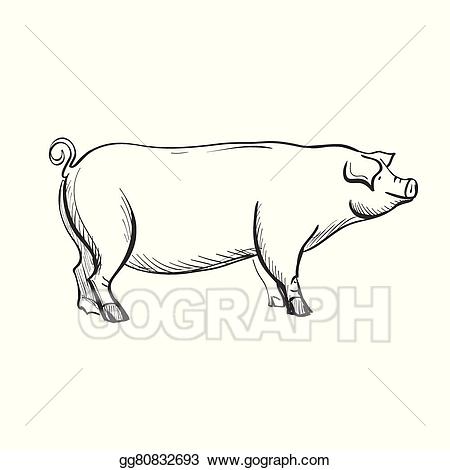 pig clipart doodle