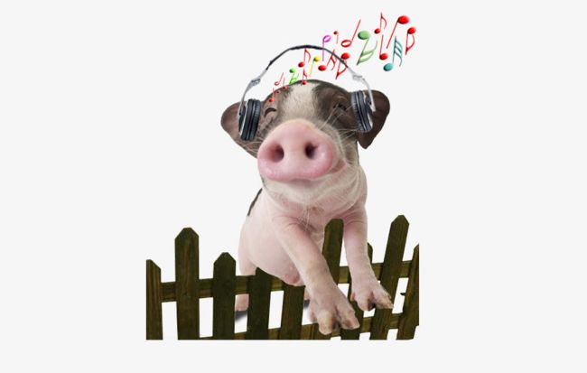 Pig clipart musical. Listening to music png