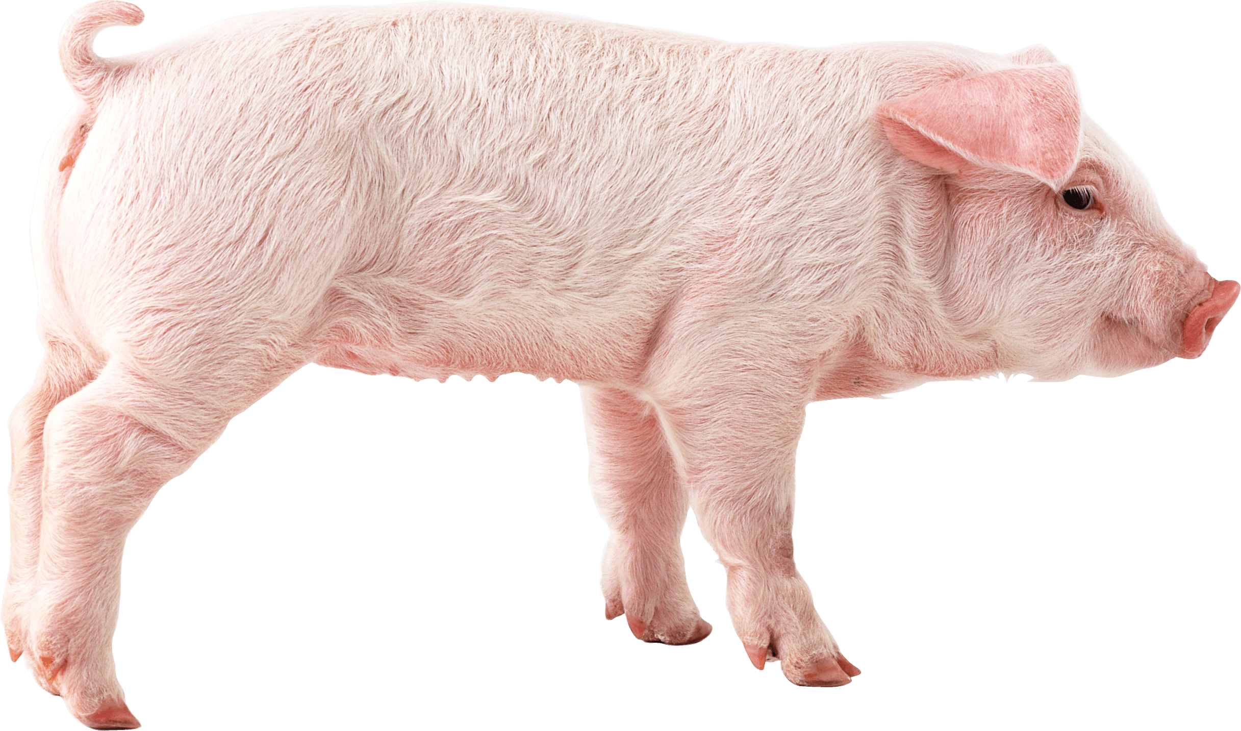 pig clipart transparent background