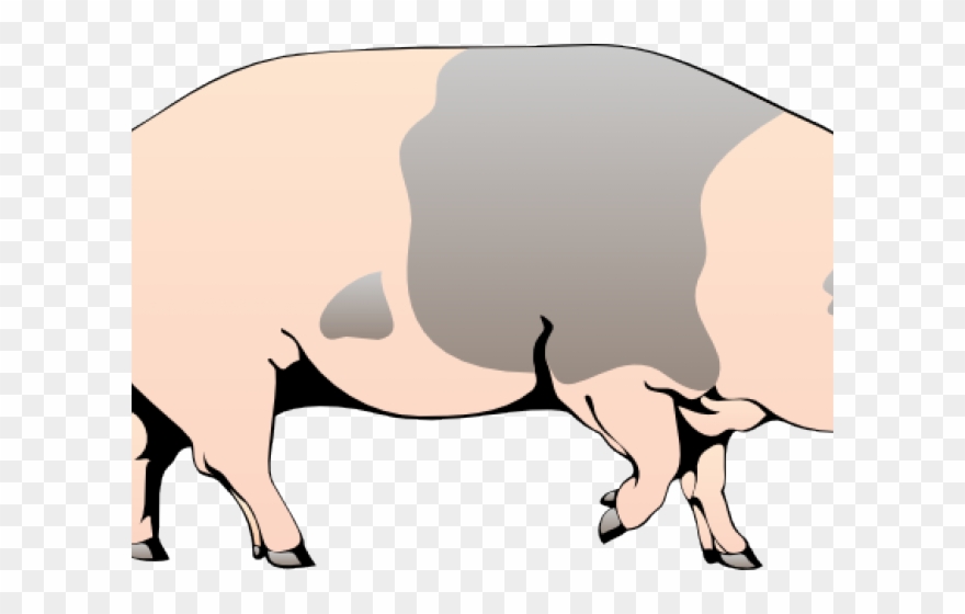 pigs clipart walking