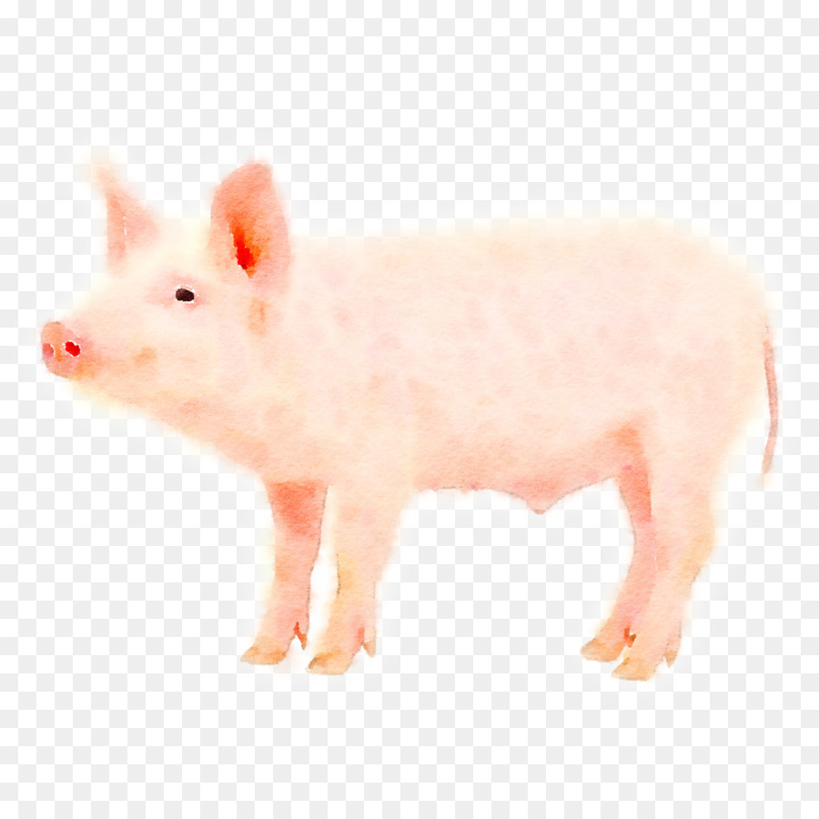 Pig clipart watercolor. Animal png download free