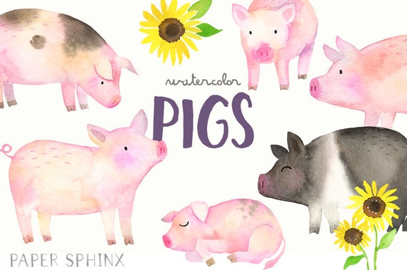 Pig clipart watercolor. Pigs and sleeping piglet