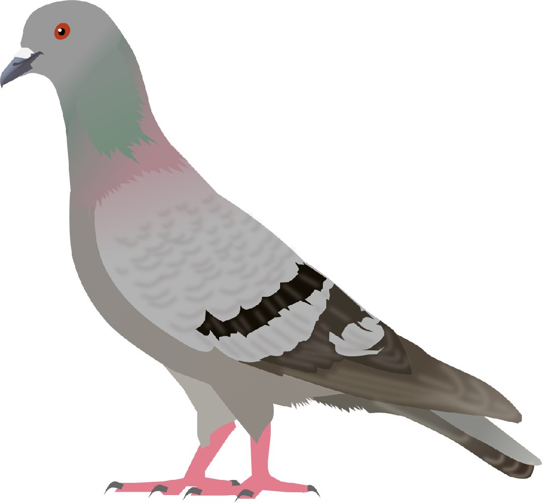 Png pinterest animal. Pigeon clipart