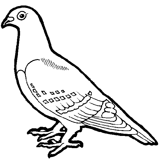 Clip art line drawing. Pigeon clipart