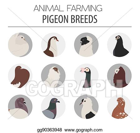 Clip art vector poultry. Pigeon clipart animal farm