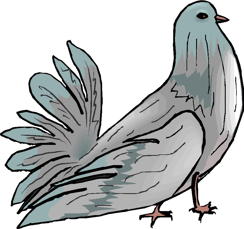 Pigeons clip art picgifs. Pigeon clipart animal farm