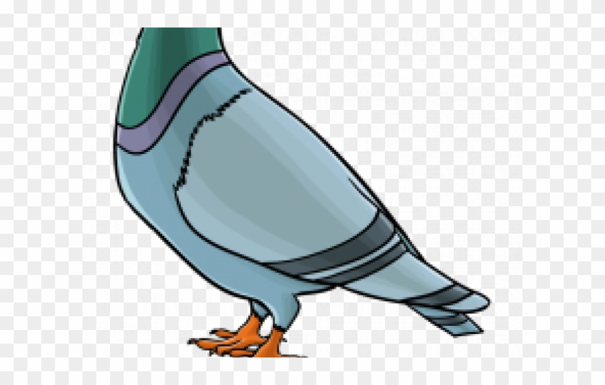 Pigeon clipart animal farm. Drawing step by 