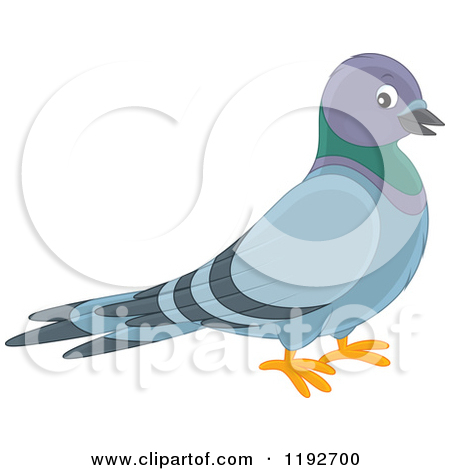 pigeon clipart baby pigeon