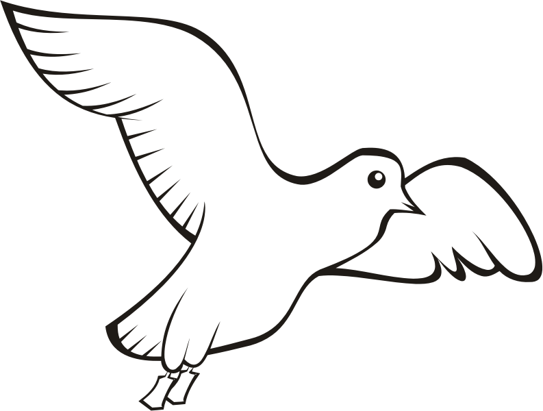 Domestic columbidae clip art. Pigeon clipart bird beak