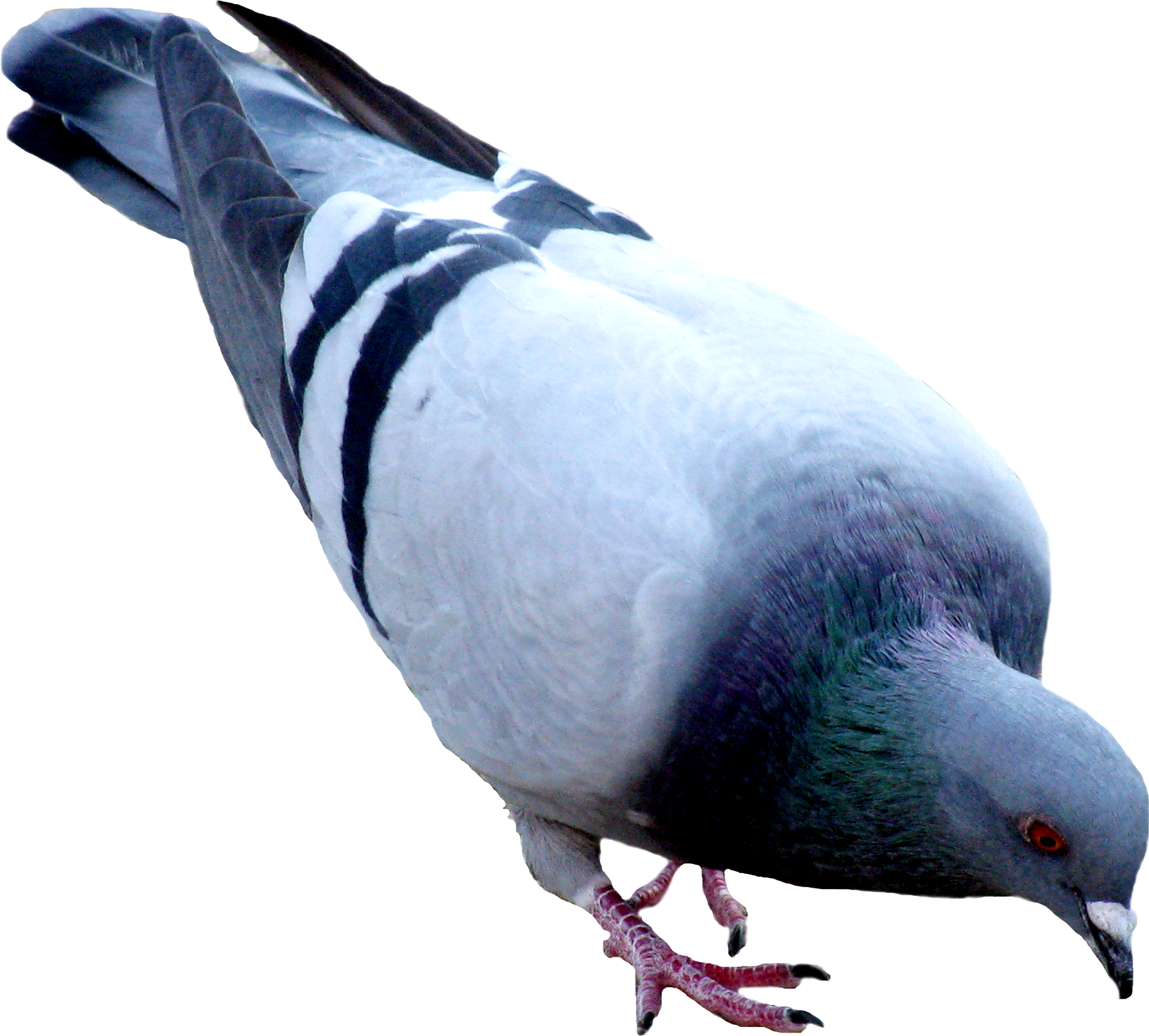 Pigeon clipart bird beak. Six isolated stock photo