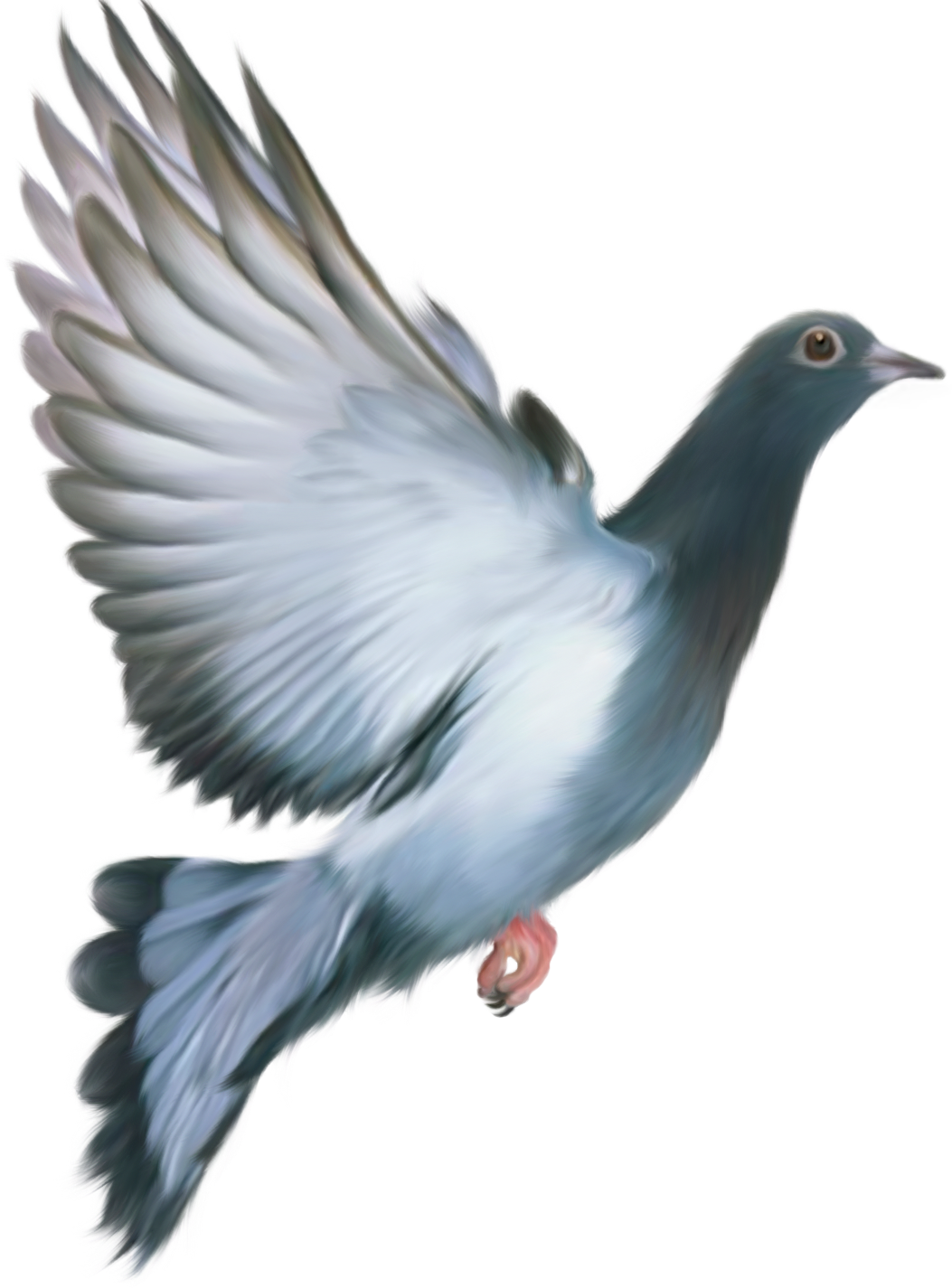 Pigeon clipart bird flew. Aves do paraiso png