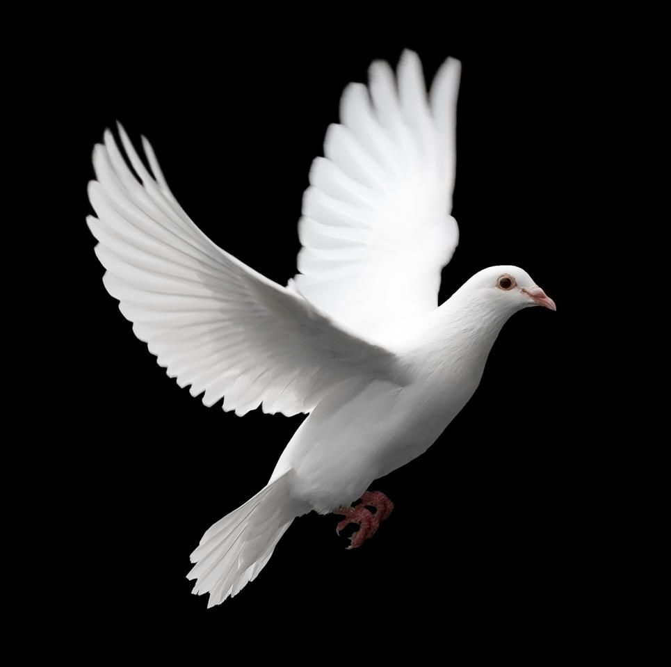 Who is the holy. Pigeon clipart bird flew