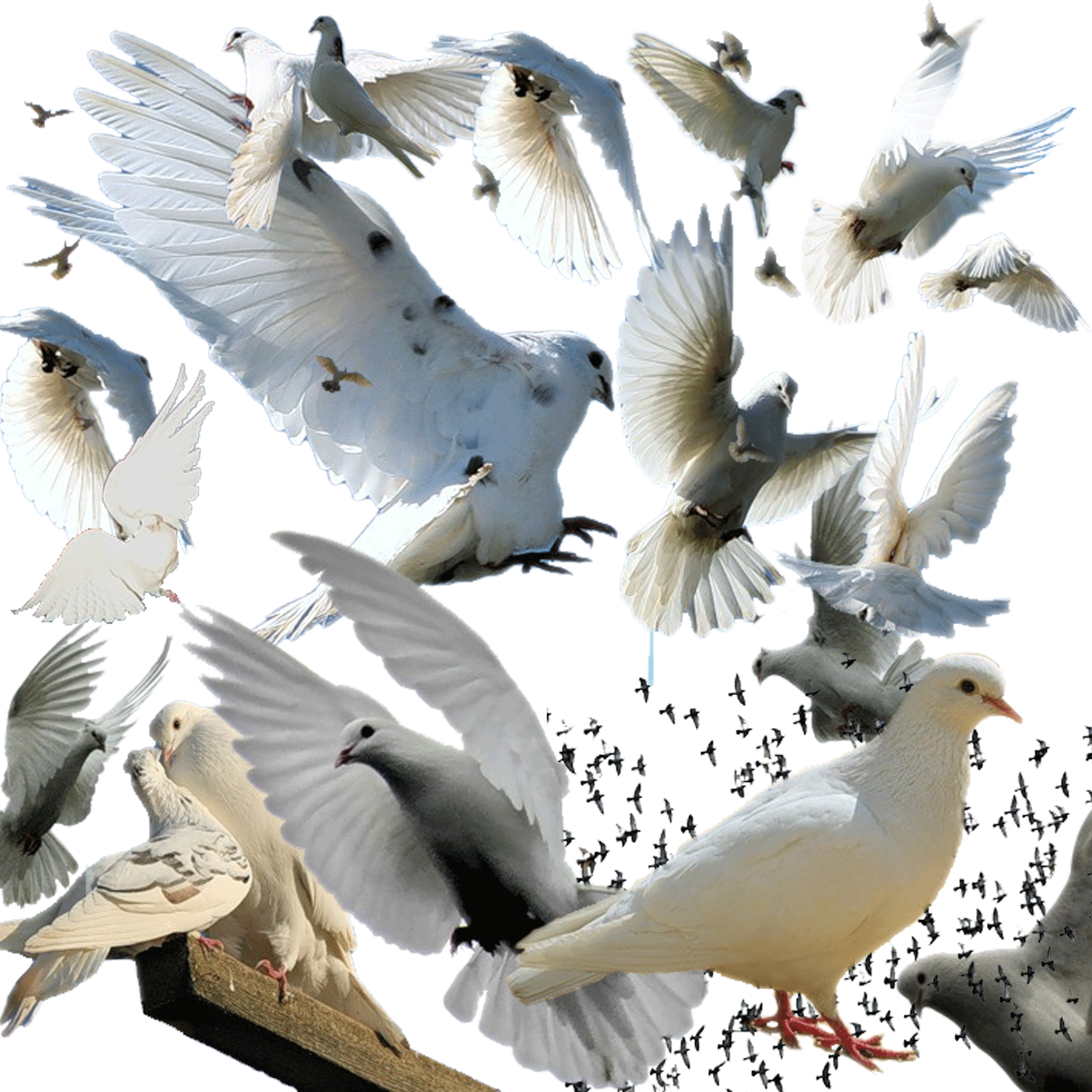 Columba clip art transprent. Pigeon clipart bird migration
