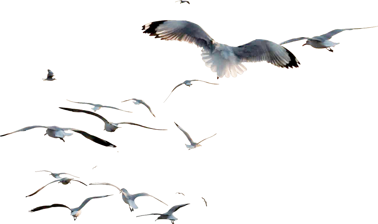 Pigeon clipart bird migration. Ftestickers ftesticker birds flying