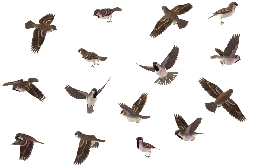 Pigeon clipart bird migration. Set house sparrow male