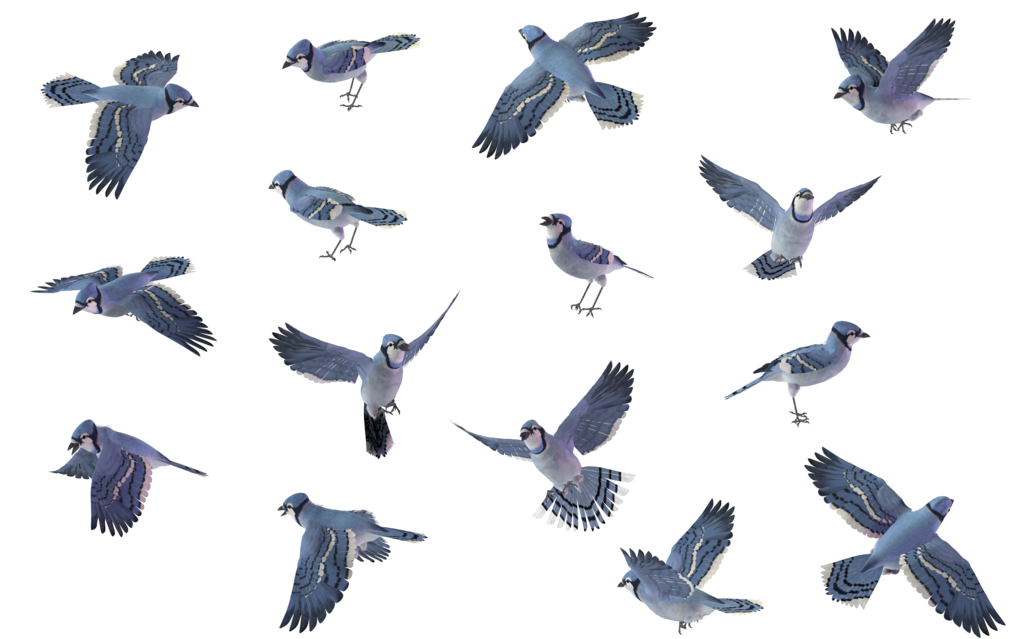 All about lacocoon dante. Pigeon clipart bird migration