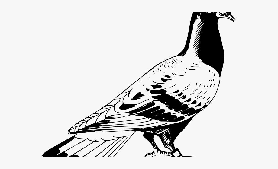 Pigeon clipart black and white. 