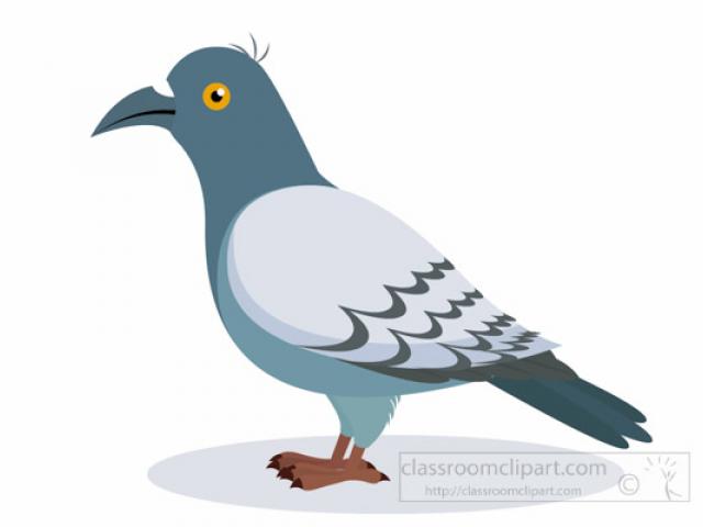 pigeon clipart brid