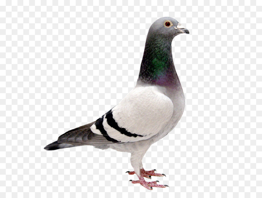 pigeon clipart brid