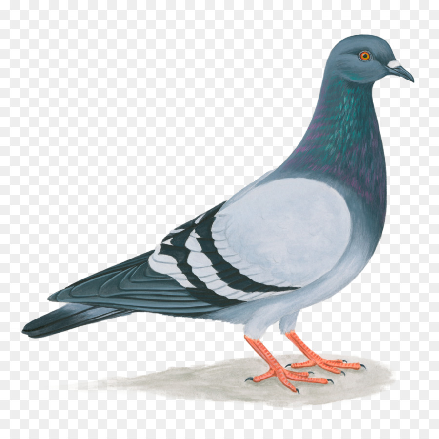 Images gallery for free. Pigeon clipart clip art