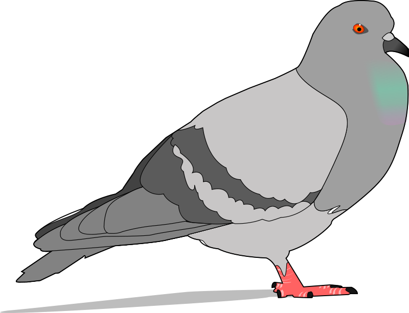 Free by jondkoon . Pigeon clipart clip art