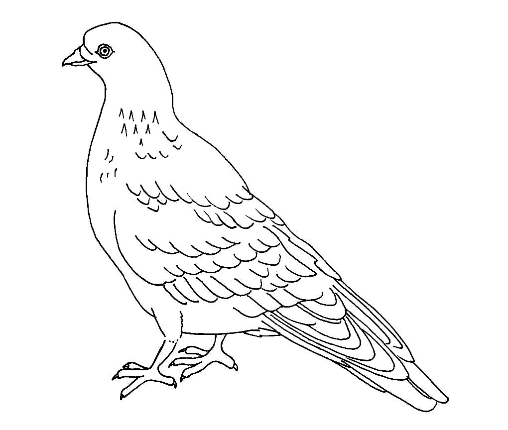 pigeon clipart colouring