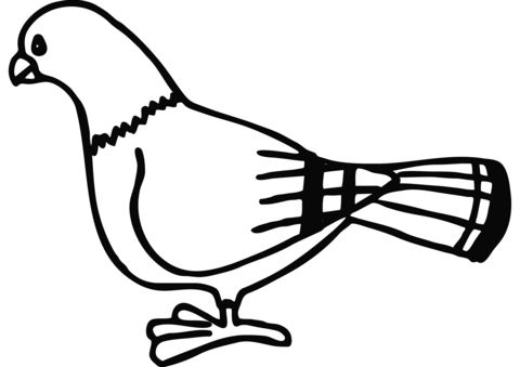 pigeon clipart colouring