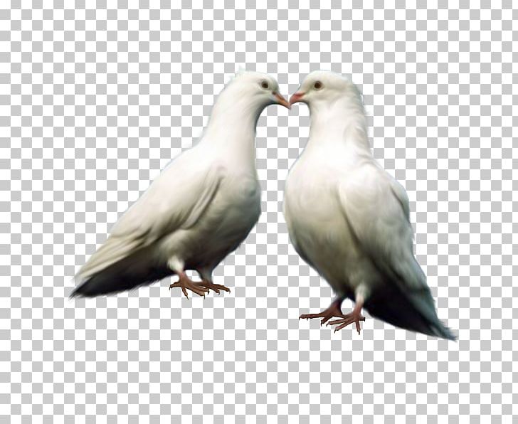 pigeon clipart couple