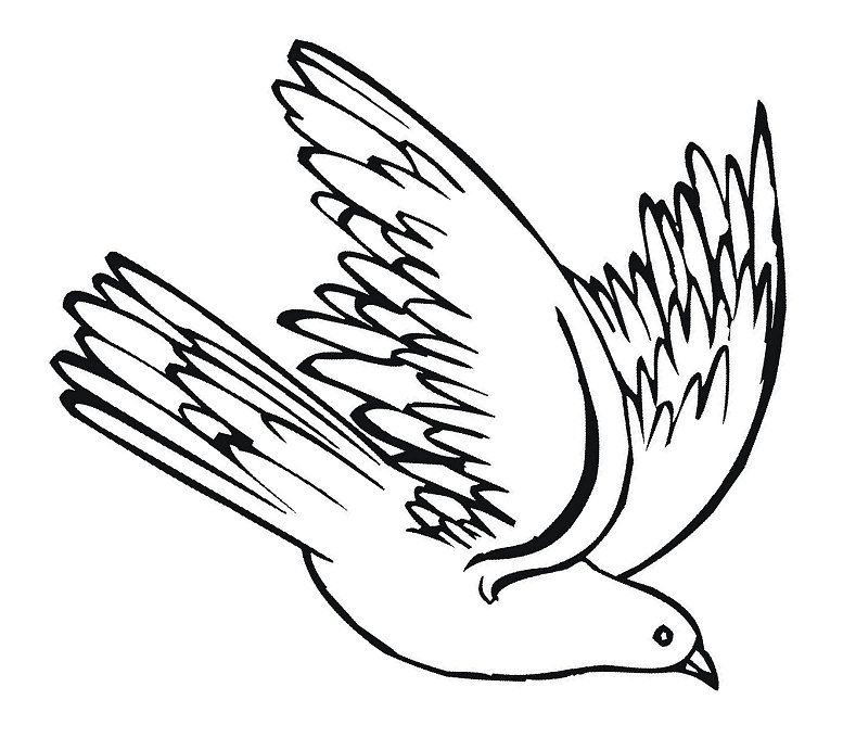 Pigeon clipart drawing. Download flying pigeons and
