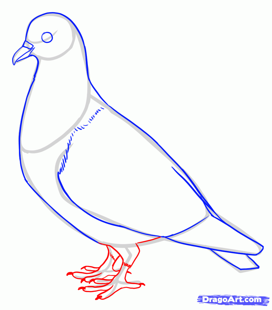 Pigeon clipart easy draw. How to a diy