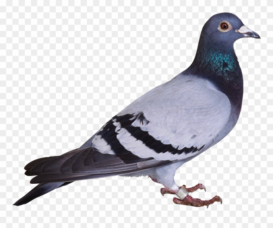 pigeon clipart file