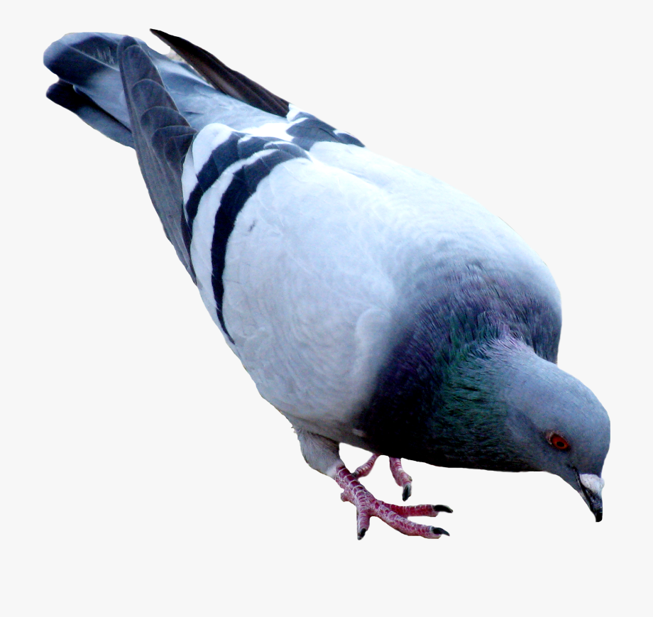 pigeon clipart file