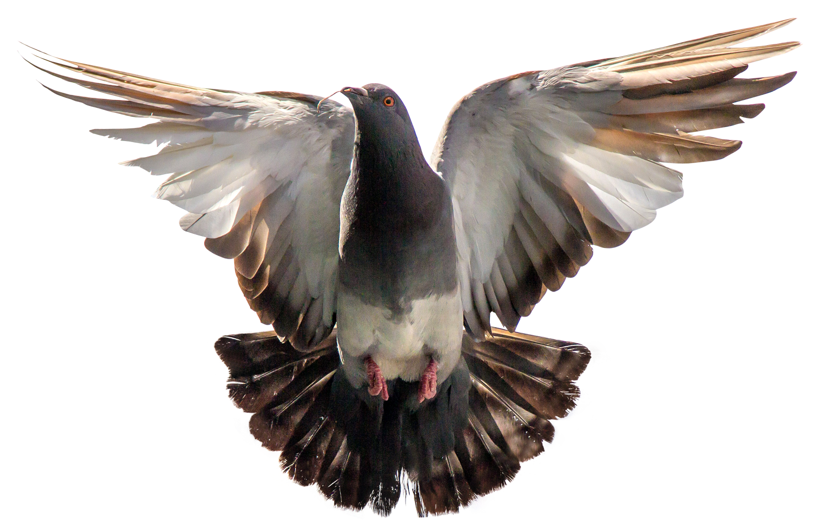 Pigeon flight wing